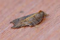 Acleris emargana/effractana