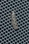 Ethmia dodecea