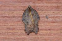 Acleris emargana/effractana