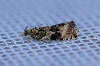 Celypha lacunana