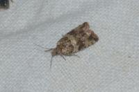 Celypha cespitana