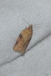 Clepsis spectrana