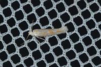 Ptocheuusa paupella