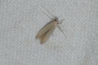 Coleophora taeniipennella