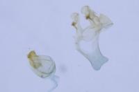 Ptocheuusa paupella