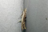 Ypsolopha scabrella