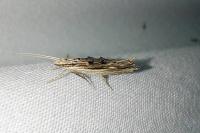 Ypsolopha scabrella