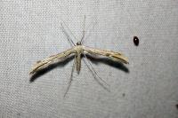 Emmelina monodactyla