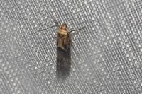 Blastobasis adustella