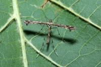 Amblyptilia acanthadactyla