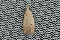 Nothris verbascella