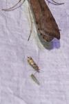 Cameraria ohridella