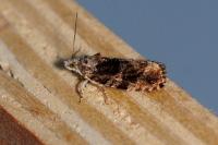 Eudemis profundana