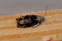 Eudemis profundana