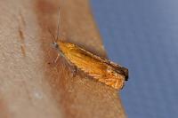 Lathronympha strigana