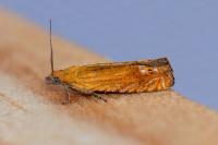Lathronympha strigana