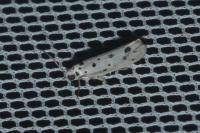 Ethmia dodecea