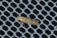 Mompha epilobiella