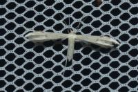 Adaina microdactyla