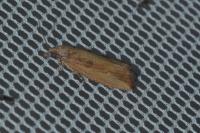 Bactra venosana