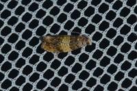 Celypha aurofasciana