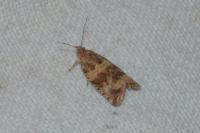 Celypha cespitana
