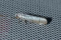 Yponomeuta rorrella