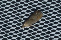 Dichrorampha simpliciana