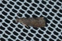 Grapholita funebrana