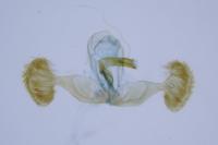 Dichrorampha simpliciana