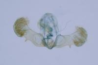 Grapholita funebrana
