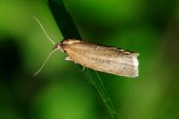 Aphelia viburnana