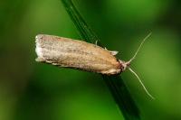 Aphelia viburnana