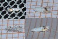 Leucoptera sinuella