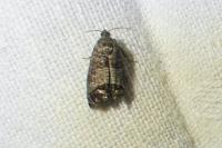 Cydia pomonella