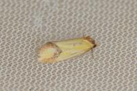 Agapeta zoegana