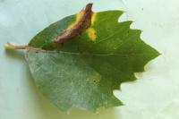 Phyllonorycter platani