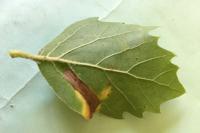 Phyllonorycter platani