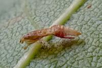 Phyllonorycter platani