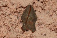 Acleris emargana