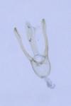Phyllocnistis unipunctella