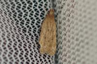 Helcystogramma lutatella