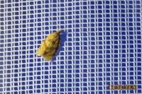 Adoxophyes orana
