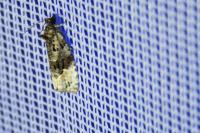 Apotomis betuletana