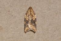 Acleris rhombana