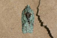 Acleris literana