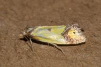 Agapeta zoegana