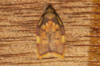 Carcina quercana