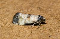 Neocochylis dubitana