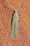 Coleophora